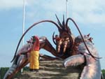 Shediac Lobster